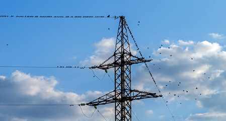 A large flock of black birds sits on high-voltage electrical wires.