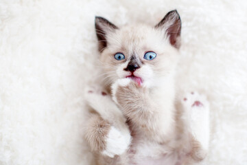 Fototapeta na wymiar Kitten relax lies on white soft blanket