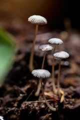 Magic mushrooms growing in a natural environment