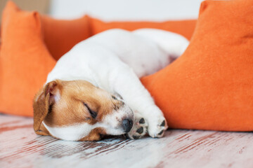 Small dog sleeping at home on the orange bed