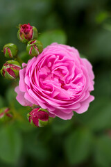 beautiful magenta pink rose in the garden