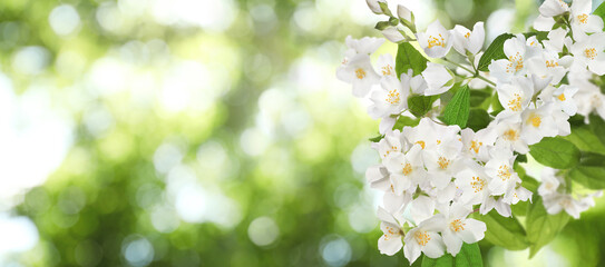Naklejka na ściany i meble Beautiful white flowers of jasmine plant outdoors on sunny day, banner design. Bokeh effect