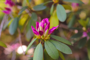 pink and green flower