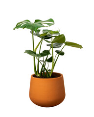 Front view of a Delicious monstera or Adam's rib in a ceramic pot on isolated white background