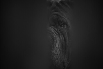 Fotografia en blanco y negro de un perro negro visto a traves de una cerca - obrazy, fototapety, plakaty