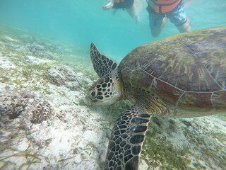 Obraz premium A big turtle eating at sea