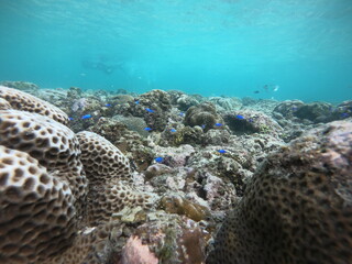 Small blue fish and coral in crystal clear water