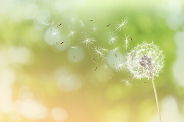Beautiful fluffy dandelion and flying seeds outdoors on sunny day