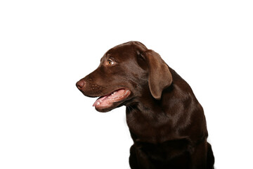 Fototapeta premium Beautiful dog