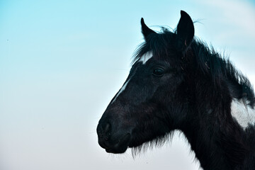 perfil de caballo color negro con detalles blancos
