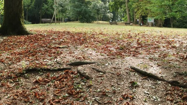 Autunno al parco