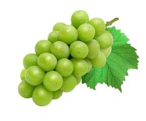 シャインマスカット マスカット 葡萄 イラスト リアル 葉