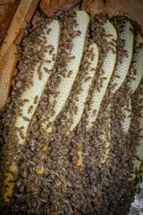 bee tree - bees (apis mellifera) living in hive from big tree