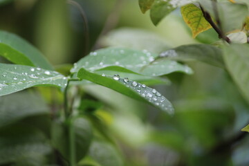 Fototapeta na wymiar After rain. Water drops on leaf after rain.