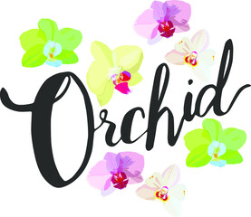 Vector orchid flowers and the word orchid. For printing on fabric.