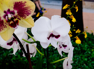 beautiful orchid flower in bloom