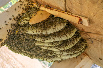 bee tree - bees (apis mellifera) living in hive from big tree
