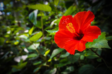 red hibiscus flower © k