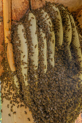 bee tree - bees (apis mellifera) living in hive from big tree