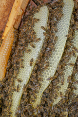 bee tree - bees (apis mellifera) living in hive from big tree