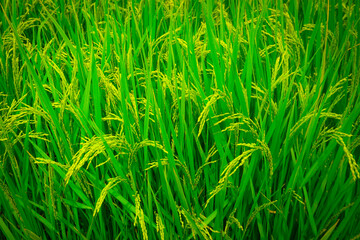 green grass background