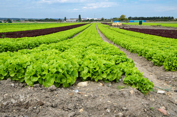 Fototapeta na wymiar Market gardening with a salad field. This is salad and vegetable farming
