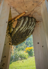 bee tree - bees (apis mellifera) living in hive from big tree