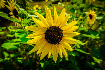 sunflower in the garden