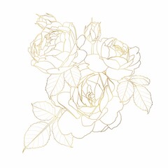 Rose flowers and leaves composition with golden gradient. Isolated on white. Hand drawn line illustration