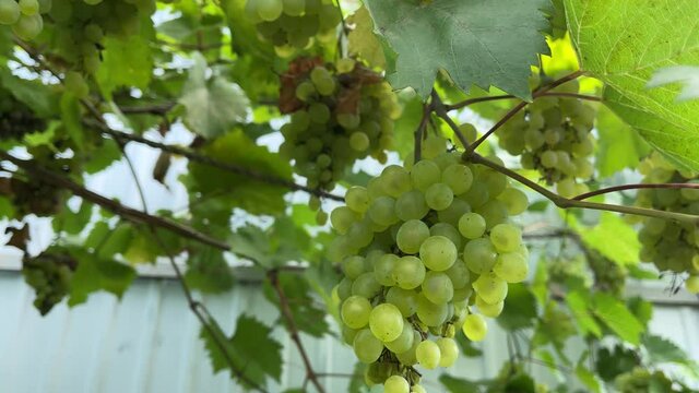 Kishmish grapes grapes with green leaves. Fresh organic grape on vine branch. Branch with juicy appetizing green grapes in garden