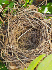 An empty bird nest in the crown of branches and leaves of a honeysuckle bush. Vertical illustration about mortgage. Lending, construction, purchase and sale of residential real estate