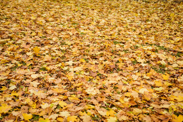 Red and orange autumn leaves background. Outdoor. Colorful background image of fallen autumn leaves.