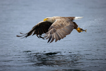 Norwegischer Seeadler (Haliaeetus albicilla) in Flatanger beim Fischfang, Norwegen