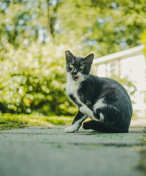 Black White Cat In The Garden