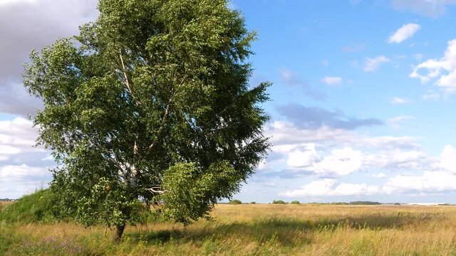 Summer countryside landscape view  with bearch tree standing alone in pasture field in windy and sunny day. 