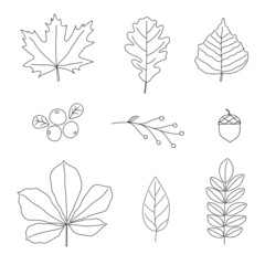 Set of autumn leaves. Line art design. Doodle style. 