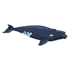 Right whale isolated on white background. Cartoon character of ocean for children. Simple print with marine mammal.