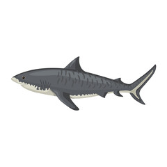 Tiger shark isolated on white background. Cartoon character of ocean for children.