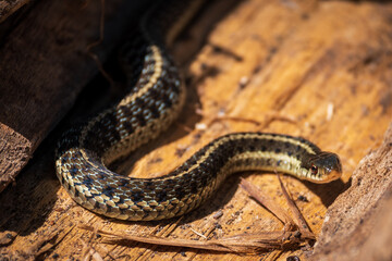 Closeup shot of a snake on a sunny d