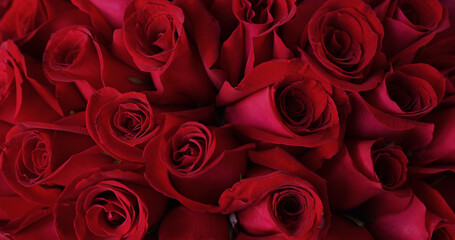 Natural red roses background close up