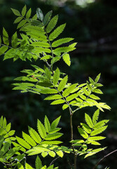 Rpwan branches and leaves