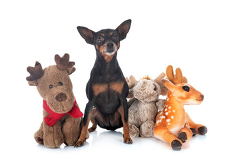 miniature pinscher in studio