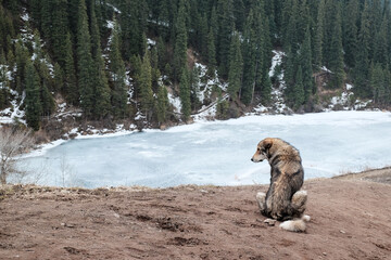 lonely dog in snowy mountains