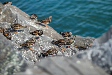 Shallow selective focus on sea bird resting on granite rock on the shore. Near the beaches of Oostende, Belgium. Blurred blue water background, wildlife.