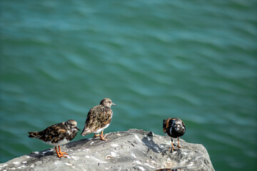 Shallow selective focus on sea bird resting on granite rock on the shore. Near the beaches of Oostende, Belgium. Blurred blue water background, wildlife.