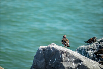 Shallow selective focus on sea bird resting on granite rock on the shore. Near the beaches of Oostende, Belgium. Blurred blue water background, wildlife.