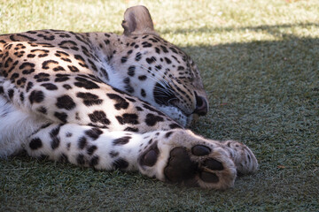 Huella de leopardo © MariCarmen