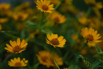 yellow zinnia flowers in the garden