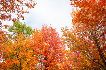Trees in autumn with orange, red and yellow leaves