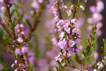 Close up of purple heather on the heathland